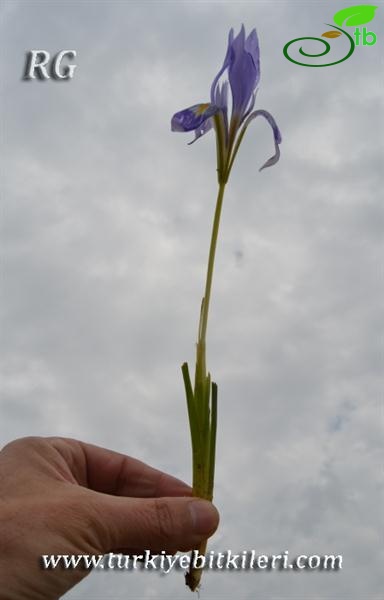 subsp.carica var.syriaca-Hatay