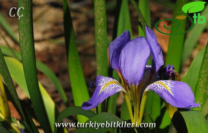 subsp.carica var.carica-İzmir