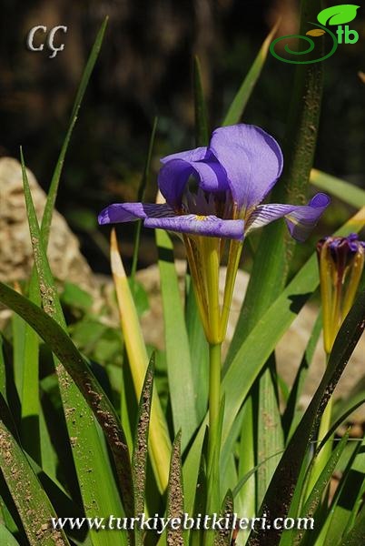 subsp.carica var.carica-İzmir
