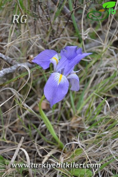 subsp.carica var.syriaca-Hatay