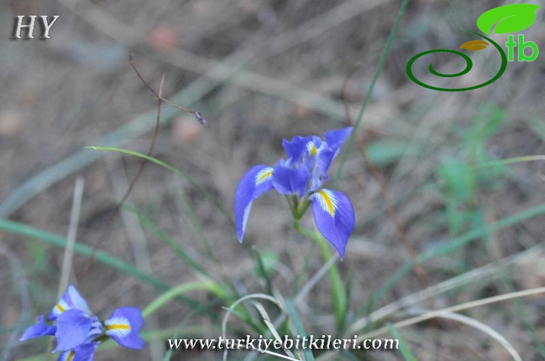 subsp.carica var.syriaca-Hatay