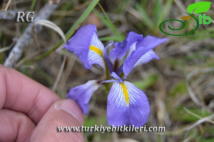 subsp.carica var.syriaca-Hatay