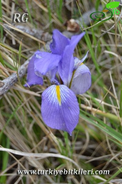 subsp.carica var.syriaca-Hatay