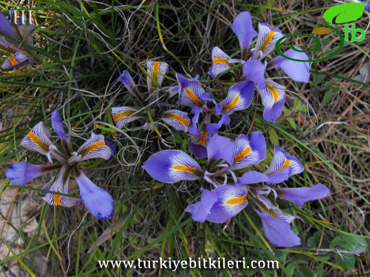 subsp. carica var. carica