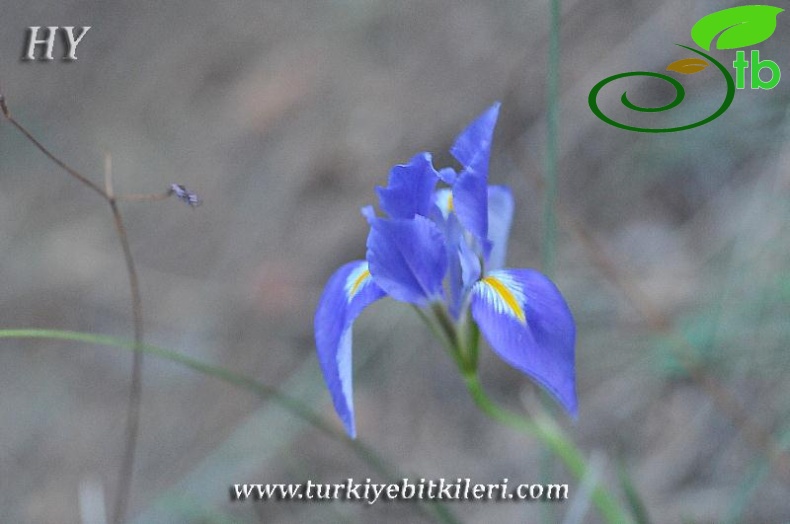 subsp.carica var.syriaca-Hatay