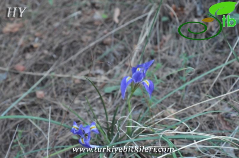 subsp.carica var.syriaca-Hatay