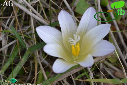 var leichtliniana-İzmir