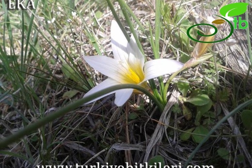 var leichtliniana-Hatay