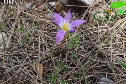 var.bulbocodium-Muğla
