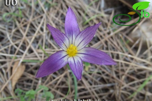 var.bulbocodium-Muğla