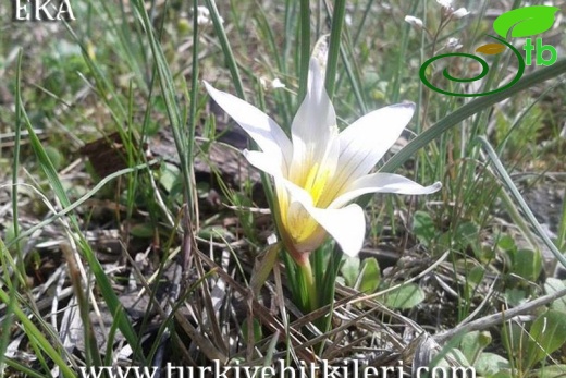 var leichtliniana-Hatay