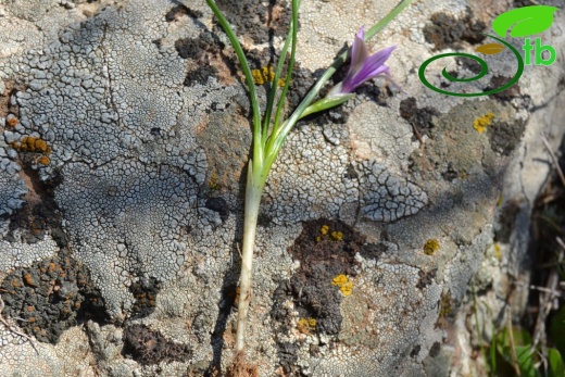 var bulbocodium-Bergama-İzmir