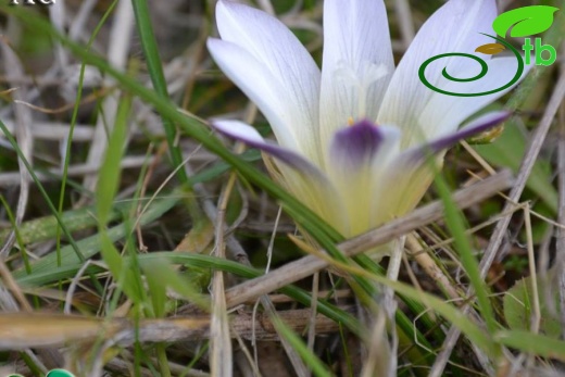 var leichtliniana-İzmir