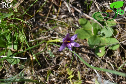 var bulbocodium-Bergama-İzmir