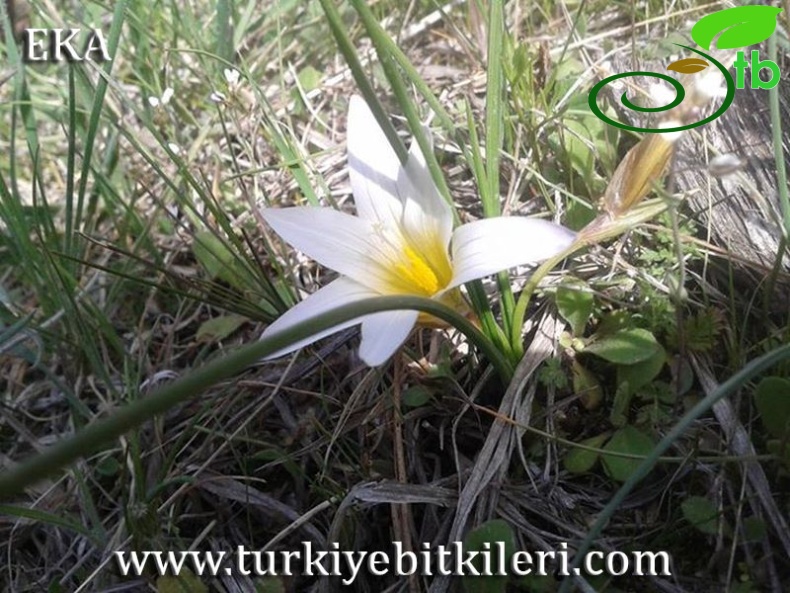 var leichtliniana-Hatay