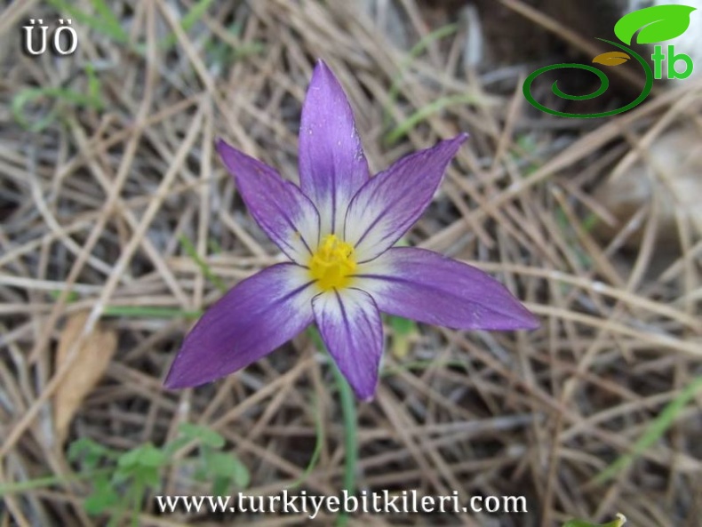 var.bulbocodium-Muğla