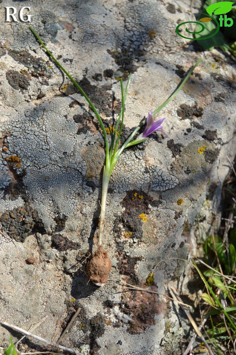 var bulbocodium-Bergama-İzmir