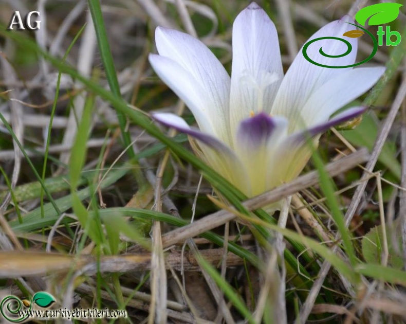 var leichtliniana-İzmir