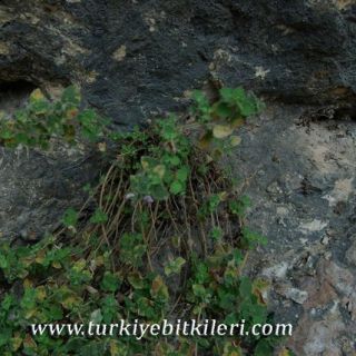 Silifke-Mersin