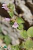 ssp ascendens-Silifke-Mersin