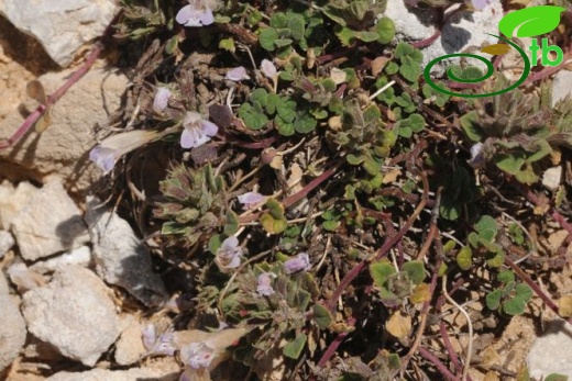 ssp grandiflorus-Çaldağı-Muğla