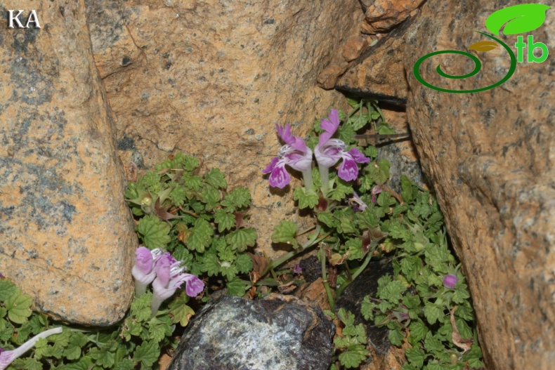 Sandras dağı