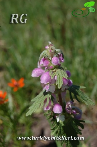 Posof-Ardahan