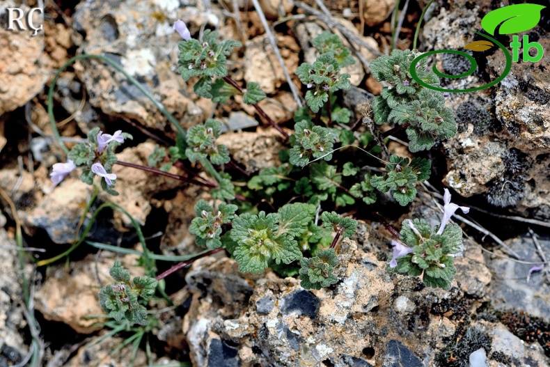 var. ehrenbergii- Denizli