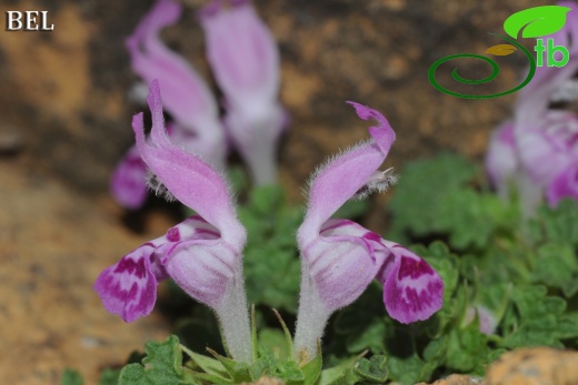 Sandras dağı