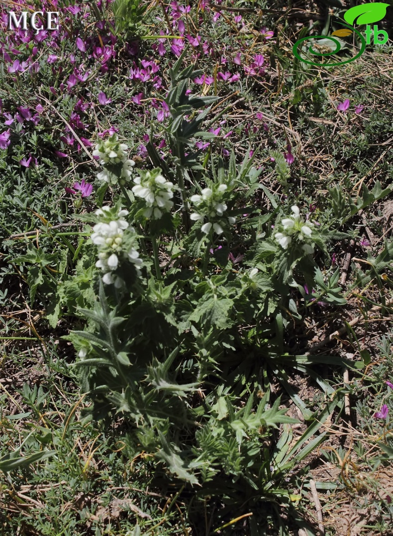 var. hakkiarense- Hakkari