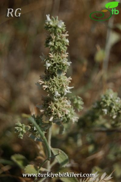 ssp oligodon-Eskişehir