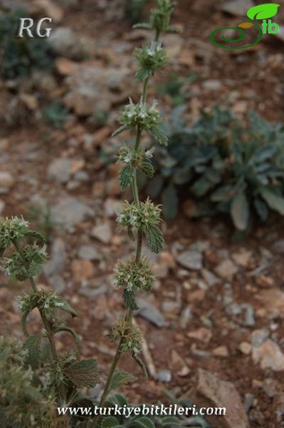 ssp oligodon-Aladağlar-Niğde