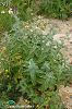 subsp. tomentosa-Uludağ-Bursa