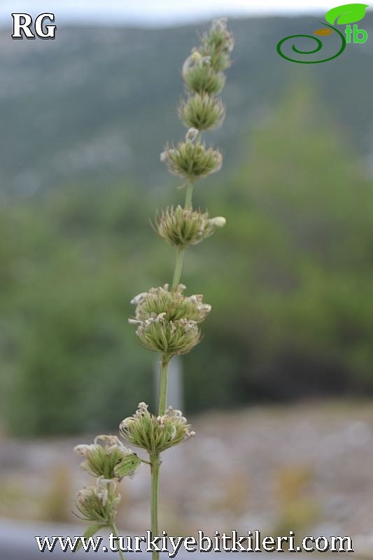 Muğla