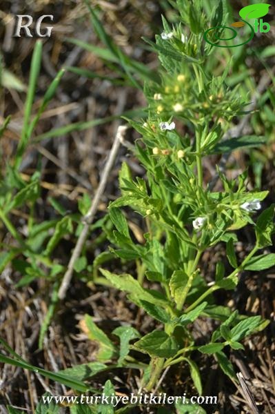 var congesta-Polatlı-Ankara