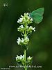 subsp. albiflora-Yahyalı-Kayseri