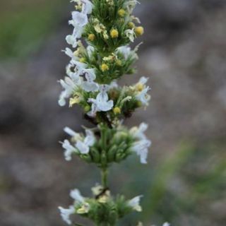 ssp albiflora-İspir-Erzurum