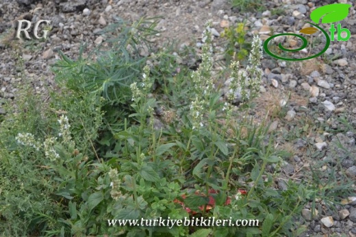 ssp albiflora-İspir-Erzurum