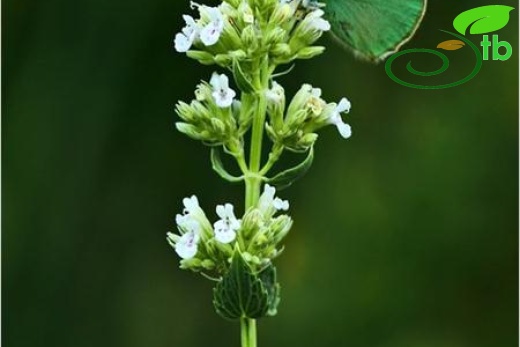 subsp. albiflora-Yahyalı-Kayseri