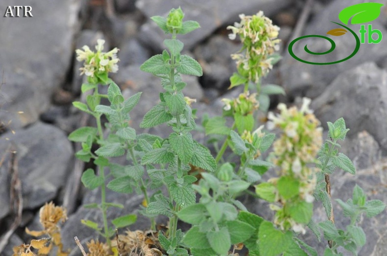 ssp albiflora-Çamlıyayla