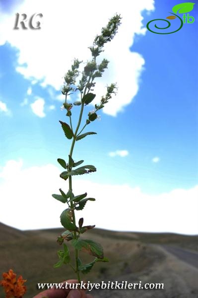 ssp albiflora-İspir-Erzurum