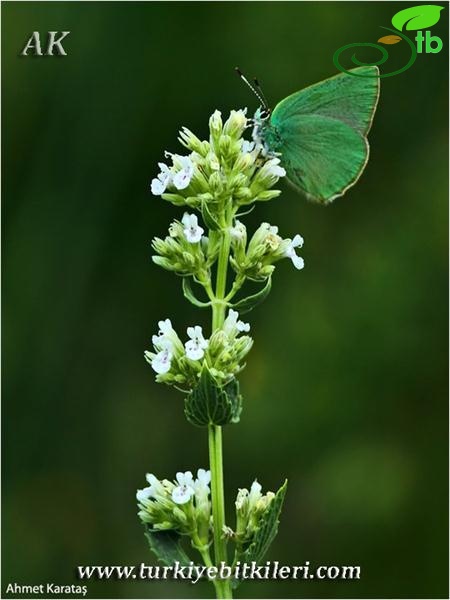 subsp. albiflora-Yahyalı-Kayseri