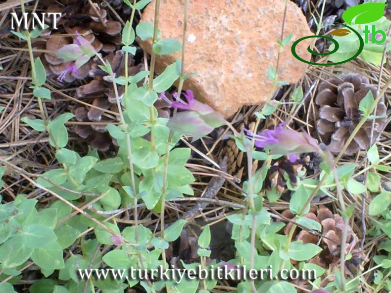 Sandras dağı-Köyceğiz