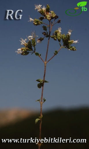 ssp viride-Ilgaz dağları