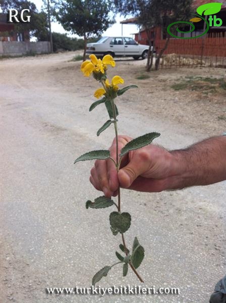 var longifolia-Hatay