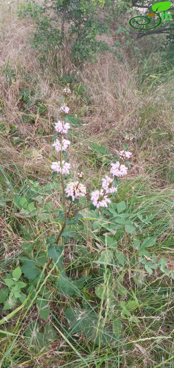 var. hirta-Edirne