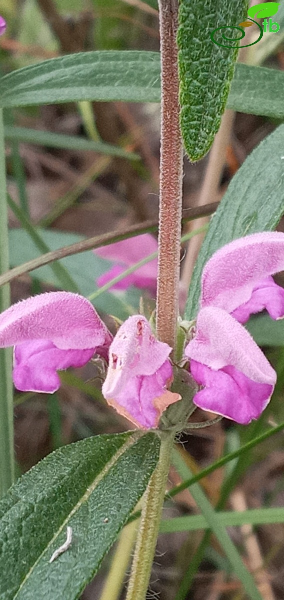 var. laxiflora-Edirne