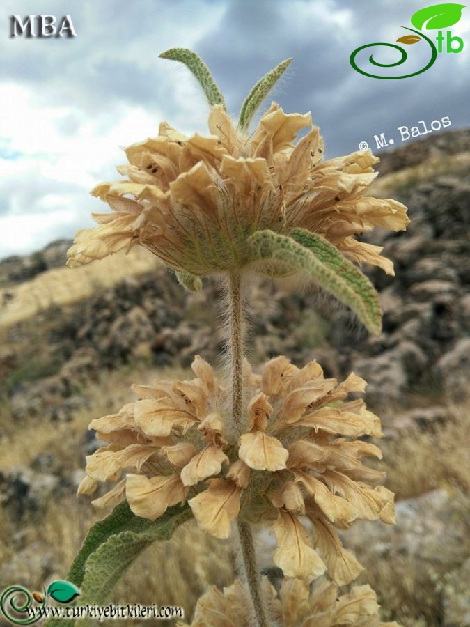 Şanlıurfa