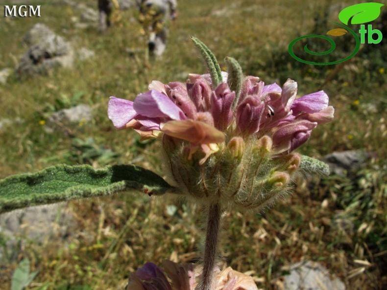 Ovacık-Tunceli