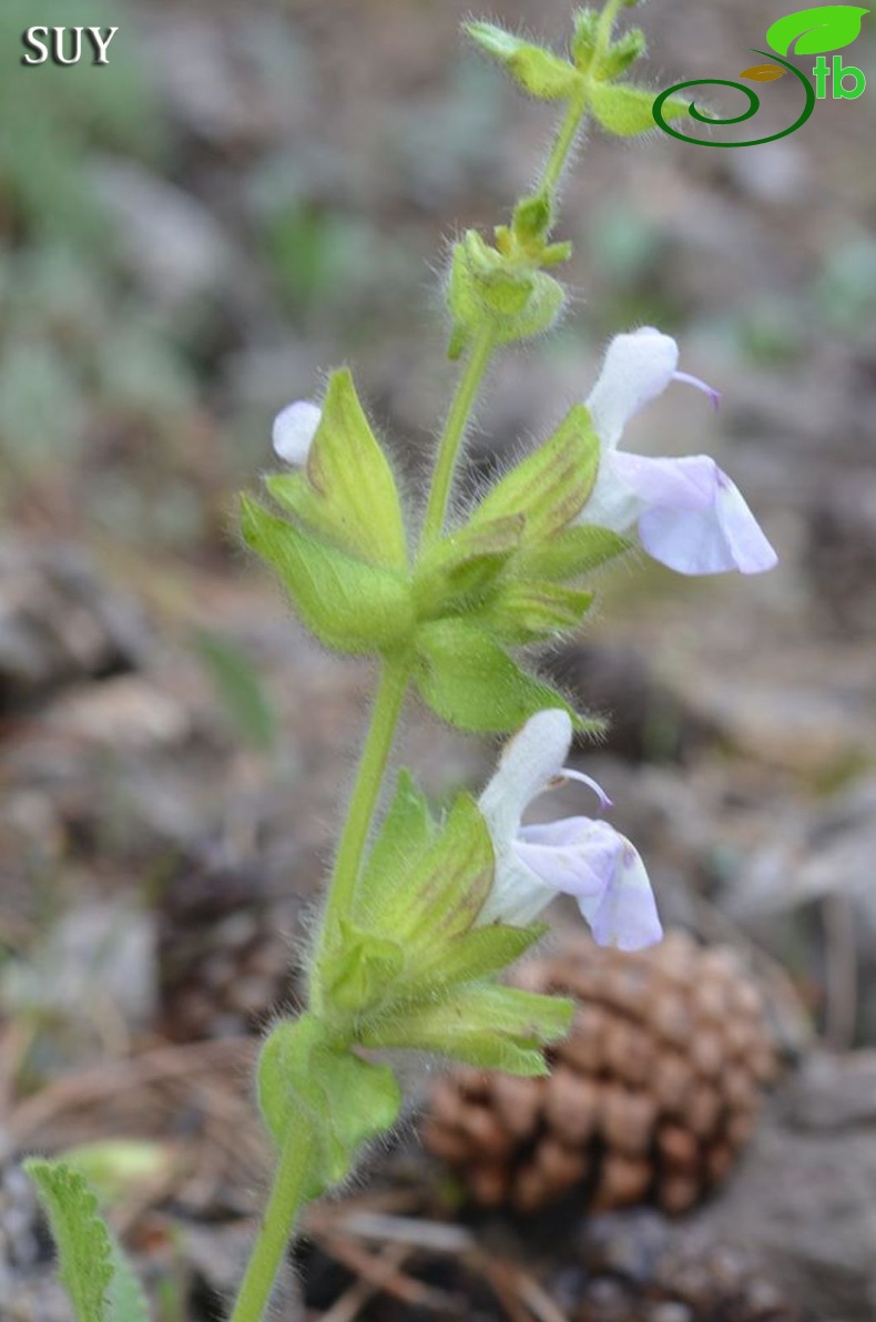 var bozkiriensis-Seydişehir